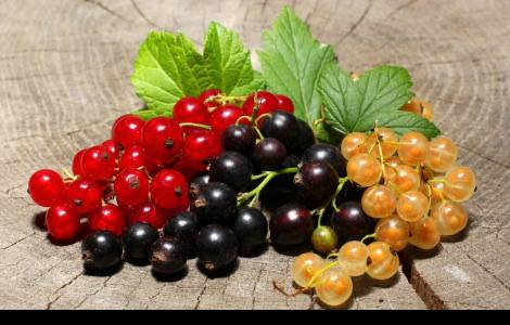 Një manaferrë që jep rini dhe jetëgjatësi